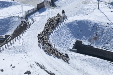 冬季牧羊 风雪天山路