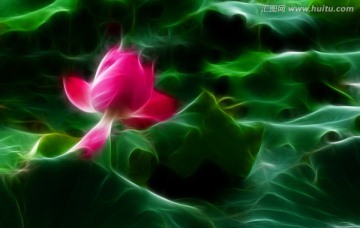 風(fēng)景畫 荷花