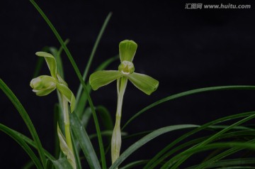 兰花 知足素梅