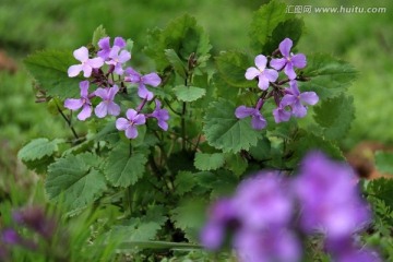 鲜花