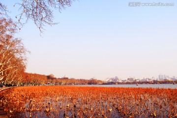 西湖秋景