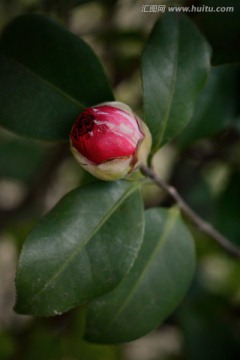 茶花花苞