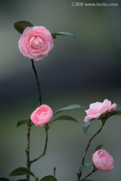 粉色月季花
