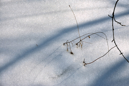 雪地