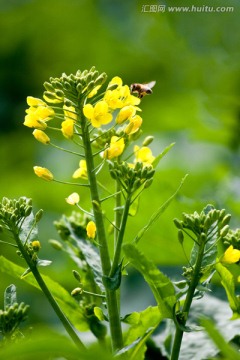 油菜花 蜜蜂