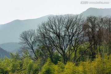 树林 山区风光