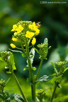 油菜花 蜜蜂