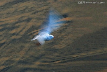動(dòng)感海鷗油畫