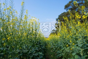 油菜花