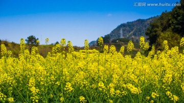 油菜花