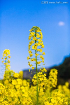 油菜花