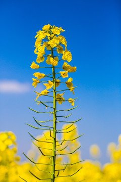 油菜花