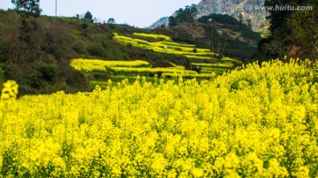 油菜花