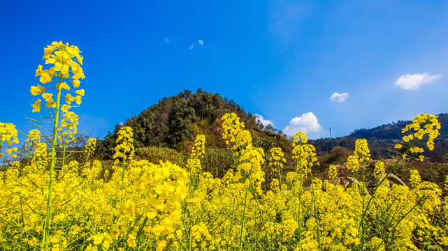 油菜花