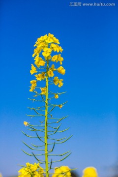 油菜花