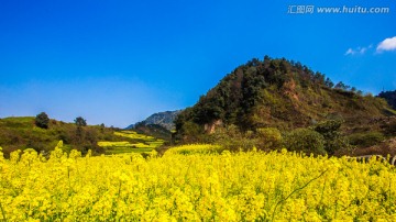 油菜花