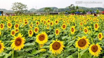 向日葵 花海