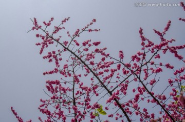 折枝梅花