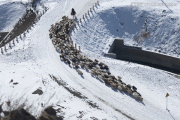 冬季放羊
