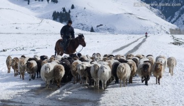 冬季牧歌 天山放羊
