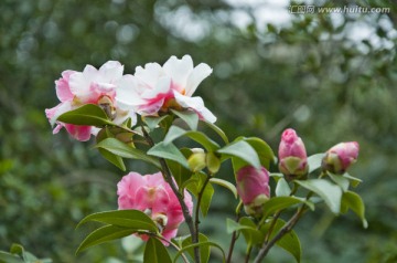 粉色茶花