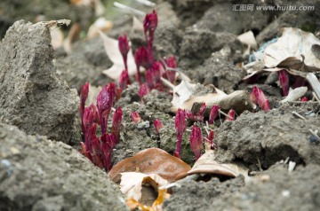 牡丹发芽