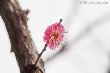 一枝梅