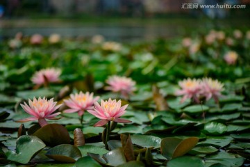 莲花池