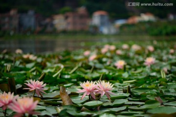 莲花水乡