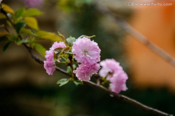 粉红色樱花