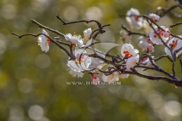 白梅花 梅花