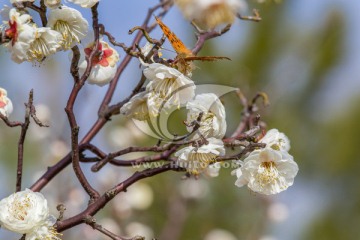 蝶恋花 梅花 蝴蝶