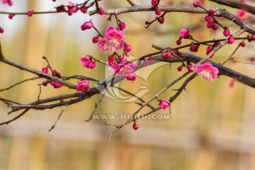 红梅 梅花