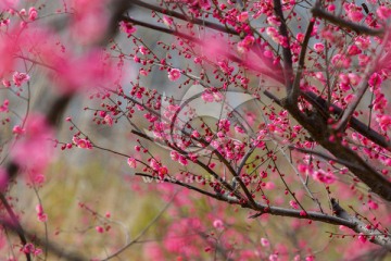 红梅 梅花