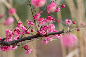 红梅 梅花