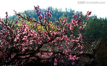 桃花 桃花园