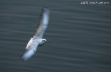 慢门海鸥