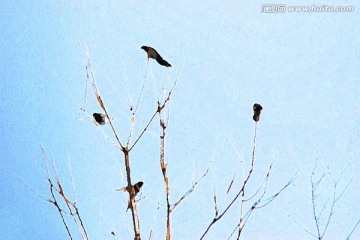 喜鵲登枝油畫