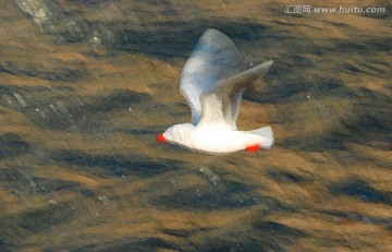 动感海鸥油画