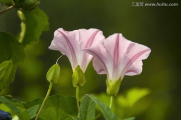 花朵