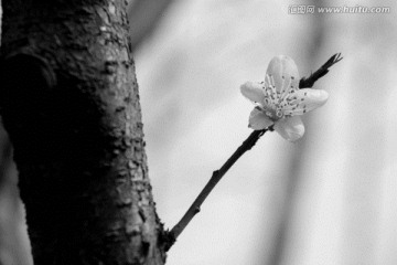 黑白桃花