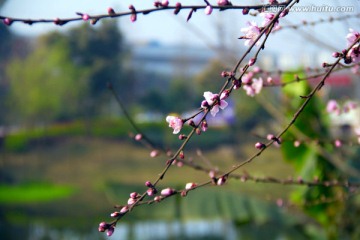 春天的桃花