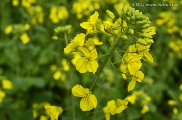 金黄的油菜花