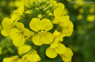 春天的油菜花