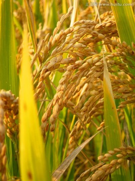 稻穗 水稻 稻谷