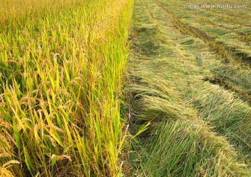水稻 稻田 收割
