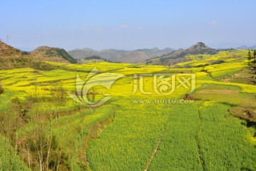 油菜花 油菜花开