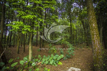 华农植物园 森林