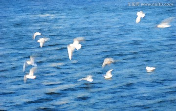 动感海鸥油画