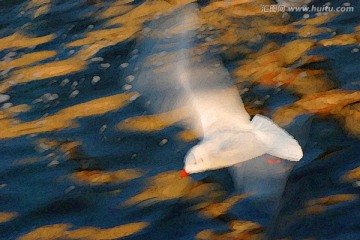 動感海鷗油畫